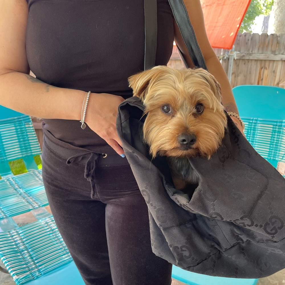 SOLD Gucci Pet Carrier - Picture 11 of 15